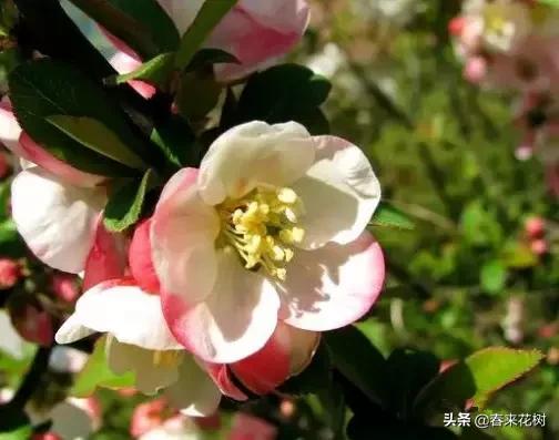 春天到，桃花、杏花、樱花、梨花、李花其开放，你能分清楚吗？