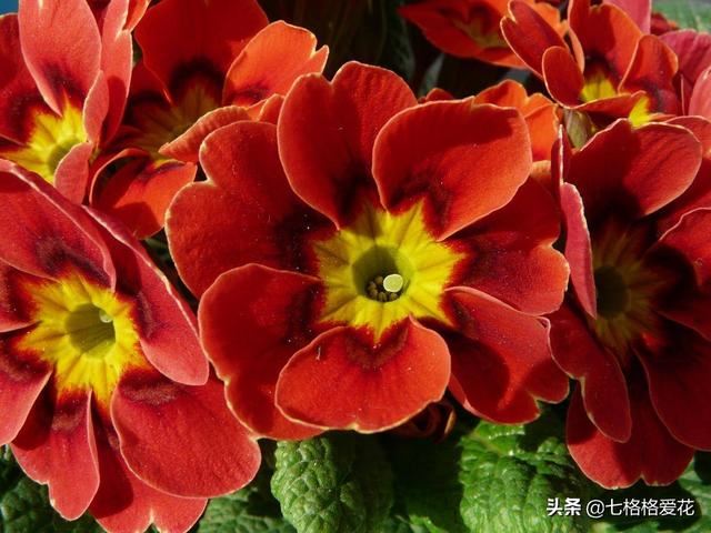 “春到人间草木知”立春至，百花开，看看春天开的花都有哪些