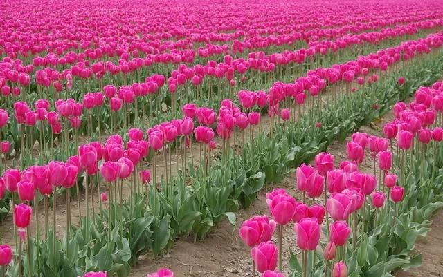 种一丛花，整个院子都飘满花香