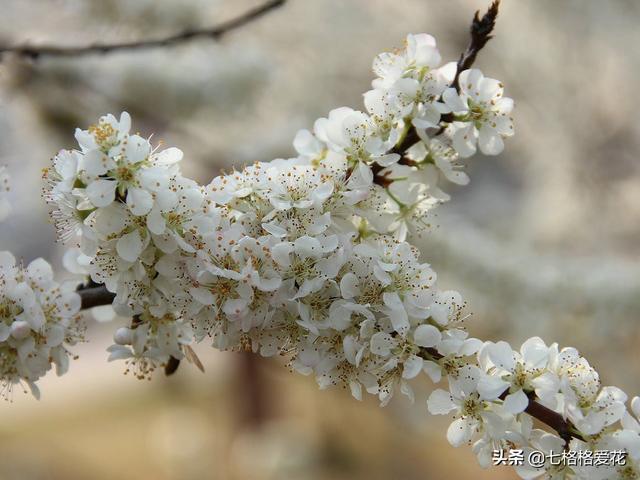 “春到人间草木知”立春至，百花开，看看春天开的花都有哪些