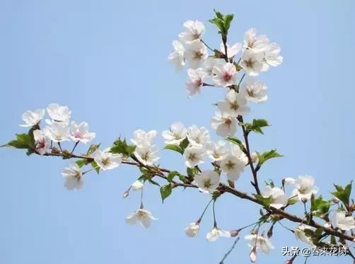 春天到，桃花、杏花、樱花、梨花、李花其开放，你能分清楚吗？