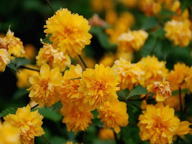 最美人间四月天，棠棣艳出群芳外