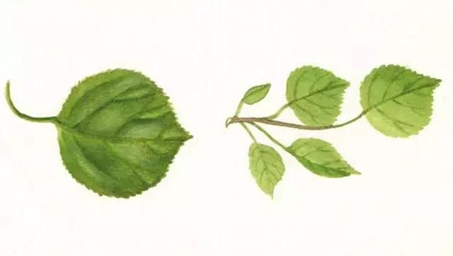 清明前后最争艳的4种花卉，就等你来！