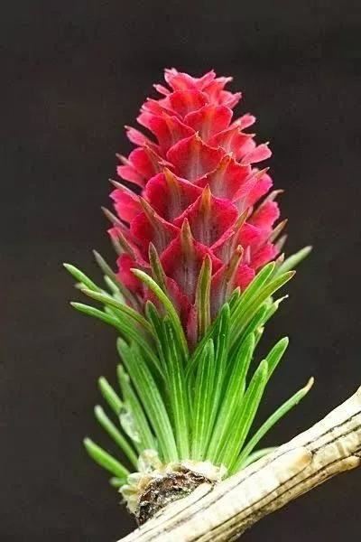 松树开花，你见过几种呢！