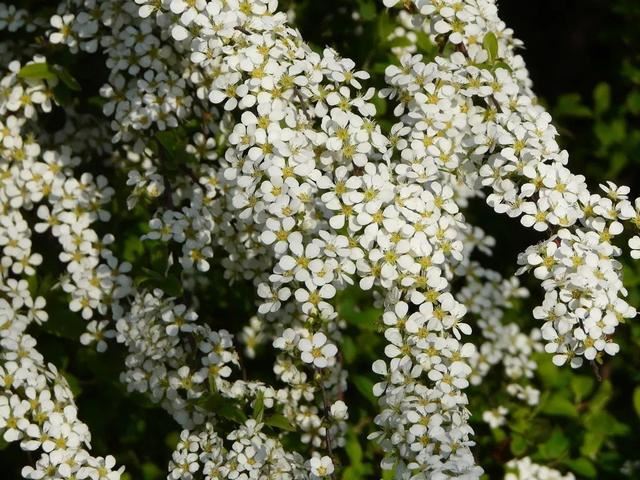 它开花时像下雪，只见花不见叶！开成一片白色花海