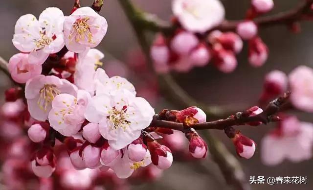 春天到，桃花、杏花、樱花、梨花、李花其开放，你能分清楚吗？