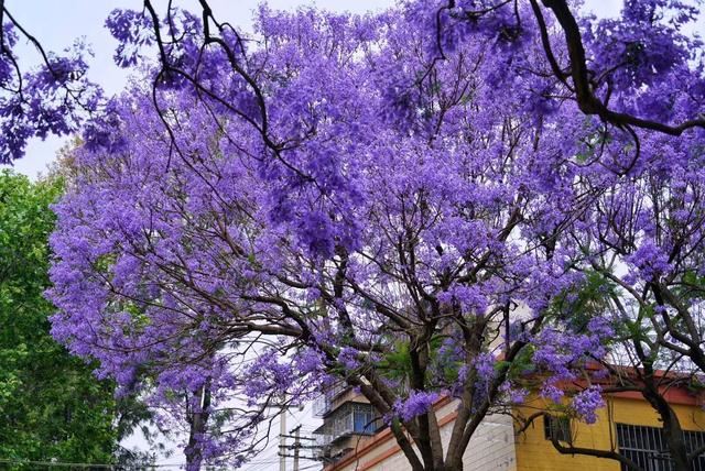 蓝花楹：中国罕见的观叶观花树种，外表清丽脱俗，可造纸可做家具