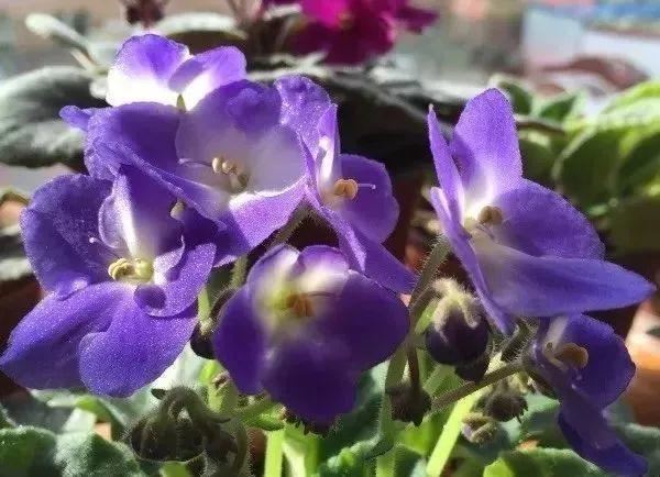 耐阴花就选它，占地小开花多，摆在家里很精致