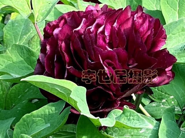 你见过黑牡丹吗？