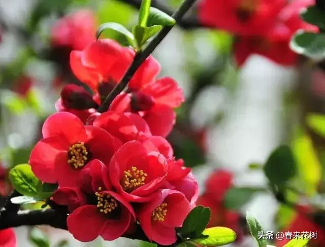 春天到，桃花、杏花、樱花、梨花、李花其开放，你能分清楚吗？