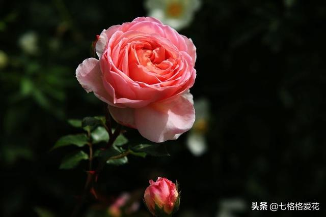 “春到人间草木知”立春至，百花开，看看春天开的花都有哪些