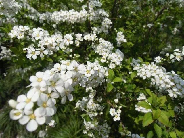 它开花时像下雪，只见花不见叶！开成一片白色花海