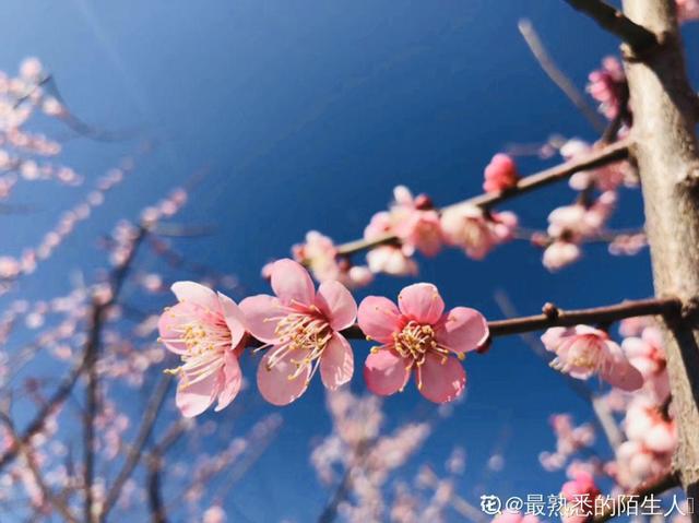 最贵气的梅花，多少人想养，都怕养不好