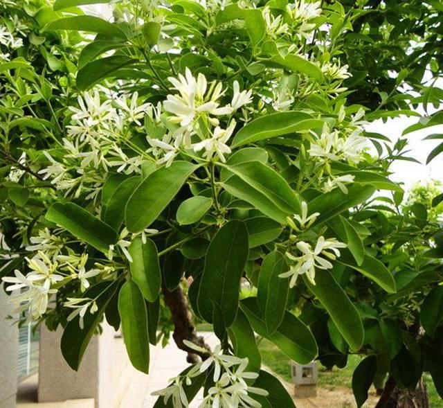 流苏树国家二级保护植物，花期如雪压树，且花形纤细