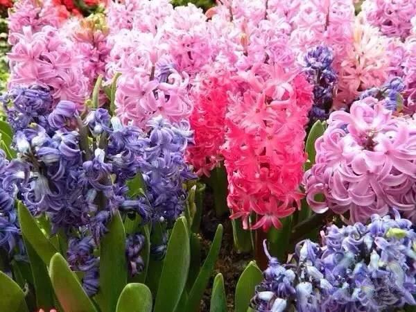 种一丛花，整个院子都飘满花香