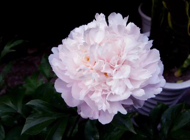 种一丛花，整个院子都飘满花香