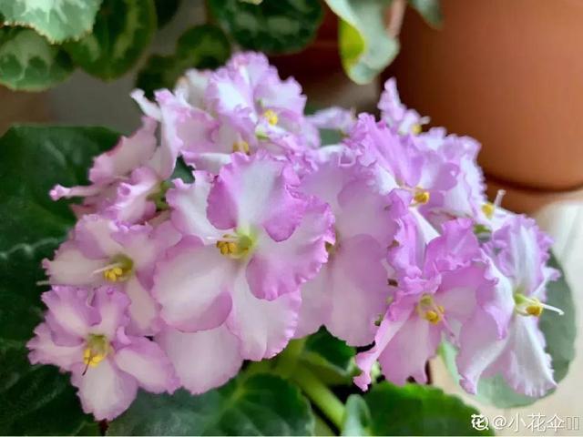 耐阴花就选它，占地小开花多，摆在家里很精致