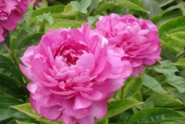 种一丛花，整个院子都飘满花香