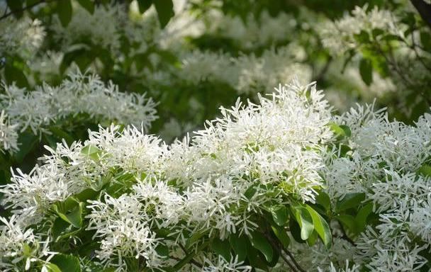 流苏树国家二级保护植物，花期如雪压树，且花形纤细