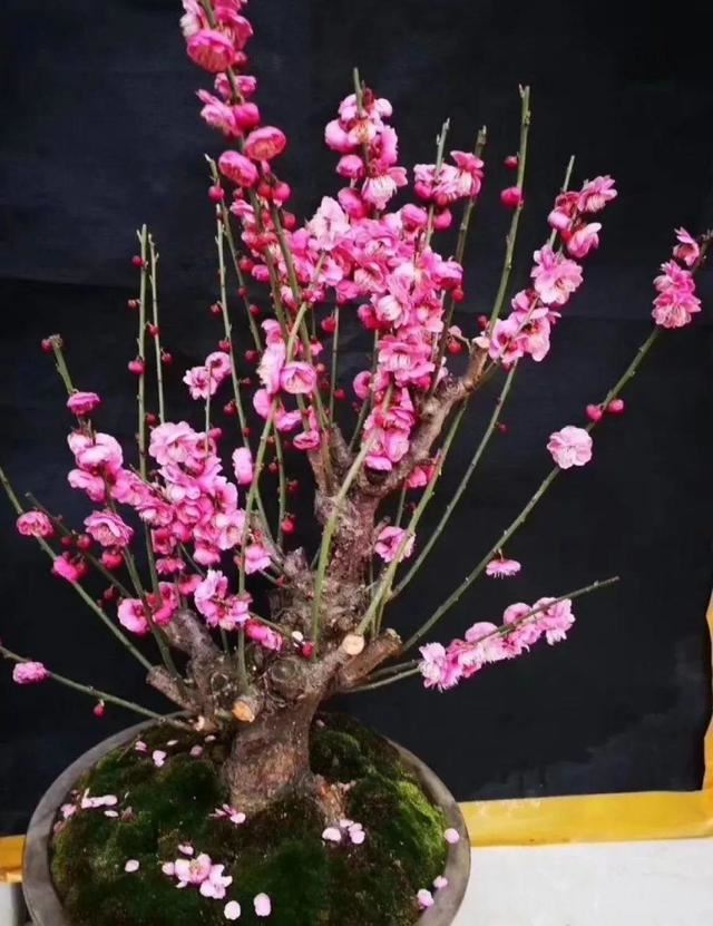 最贵气的梅花，多少人想养，都怕养不好