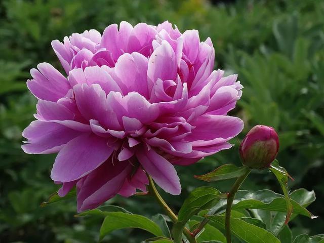 种一丛花，整个院子都飘满花香