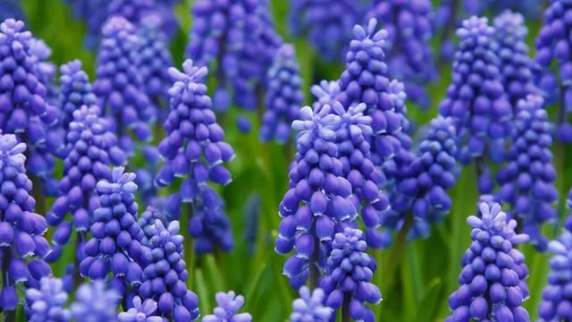 种一丛花，整个院子都飘满花香