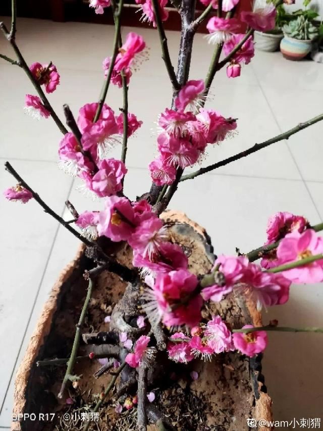 最贵气的梅花，多少人想养，都怕养不好