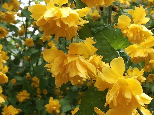 最美人间四月天，棠棣艳出群芳外