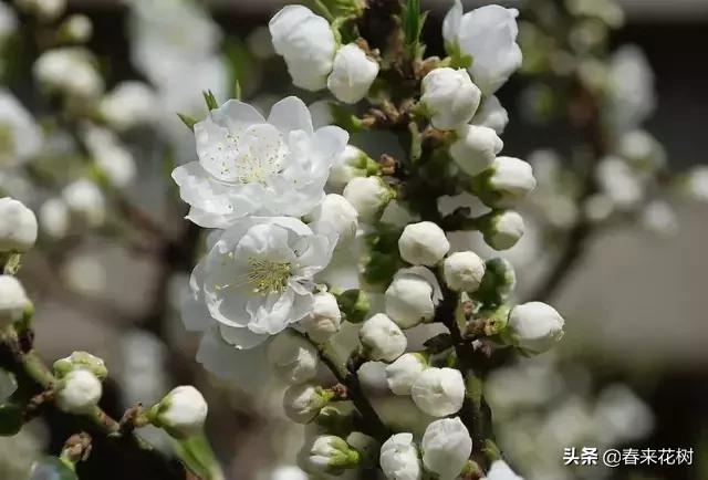 春天到，桃花、杏花、樱花、梨花、李花其开放，你能分清楚吗？