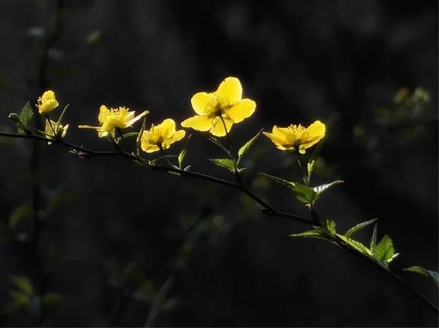 最美人间四月天，棠棣艳出群芳外