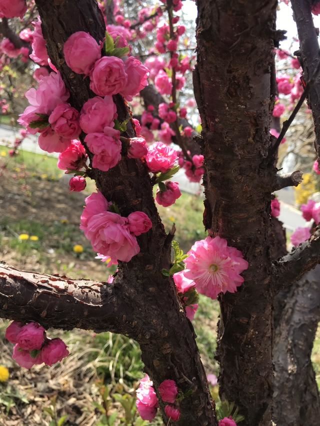 这花虽然不是“梅”，开花比梅花艳，花期满树是花