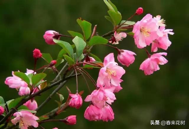 春天到，桃花、杏花、樱花、梨花、李花其开放，你能分清楚吗？