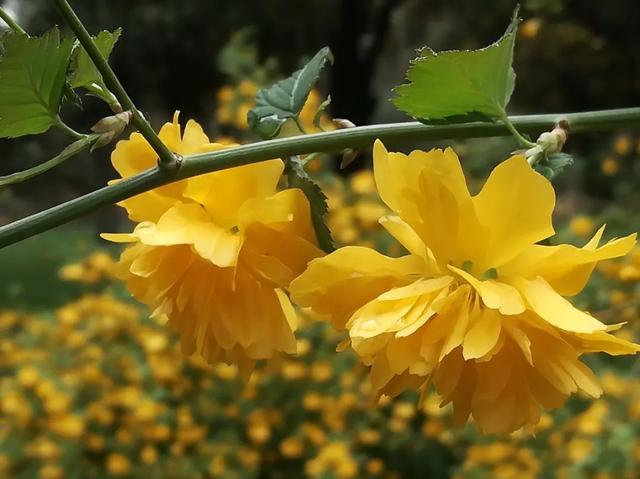 最美人间四月天，棠棣艳出群芳外