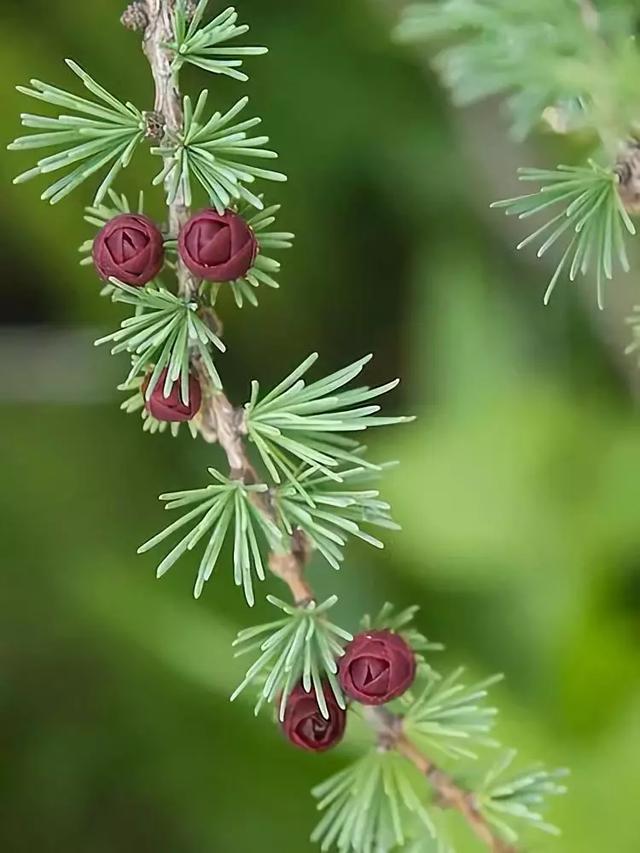 松树开花，你见过几种呢！