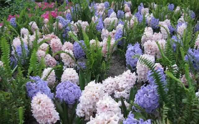 种一丛花，整个院子都飘满花香