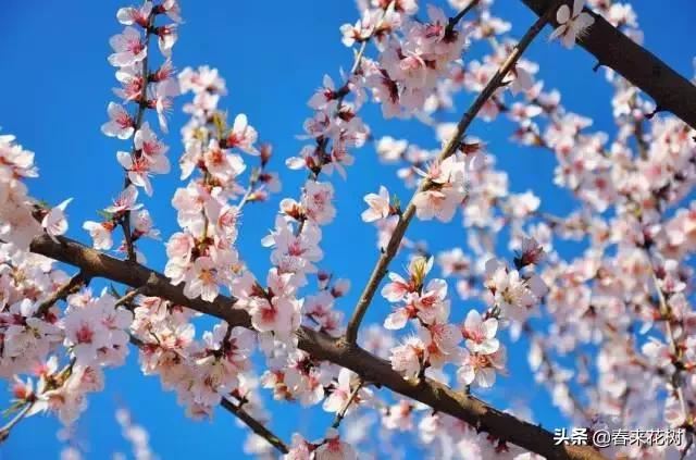 春天到，桃花、杏花、樱花、梨花、李花其开放，你能分清楚吗？