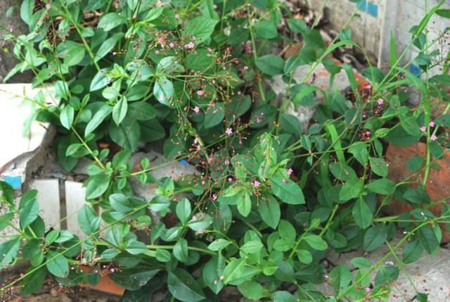 当初觉着好看挖回家，如今才知道是珍贵的“土人参”