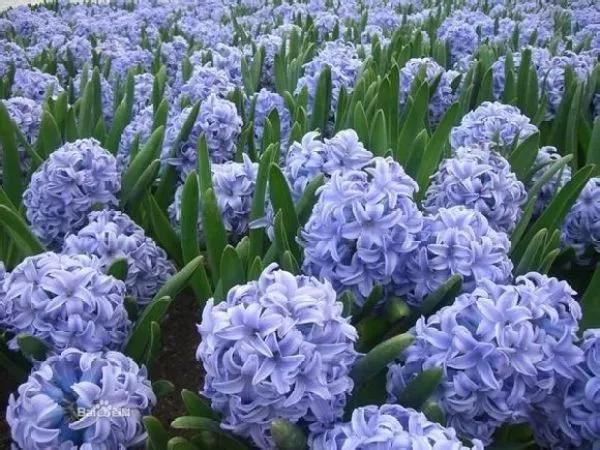 种一丛花，整个院子都飘满花香