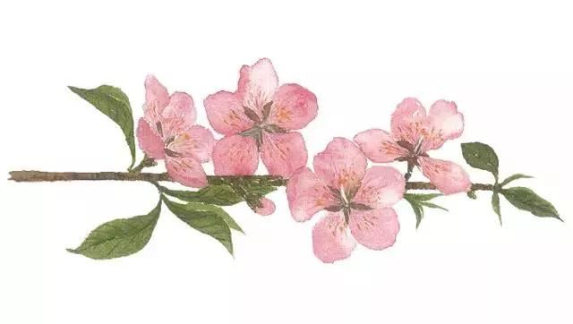 清明前后最争艳的4种花卉，就等你来！
