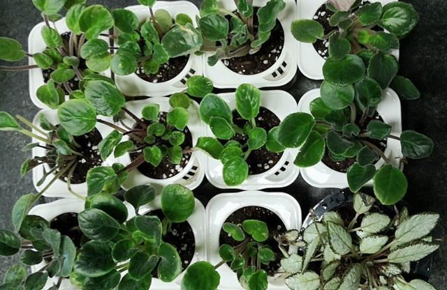 耐阴花就选它，占地小开花多，摆在家里很精致