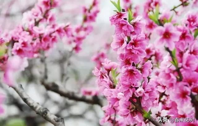 春天到，桃花、杏花、樱花、梨花、李花其开放，你能分清楚吗？