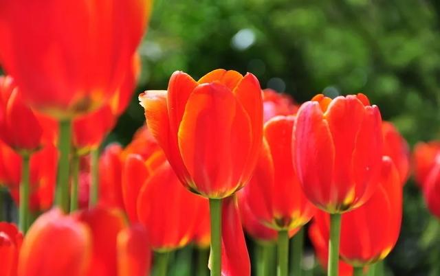 种一丛花，整个院子都飘满花香