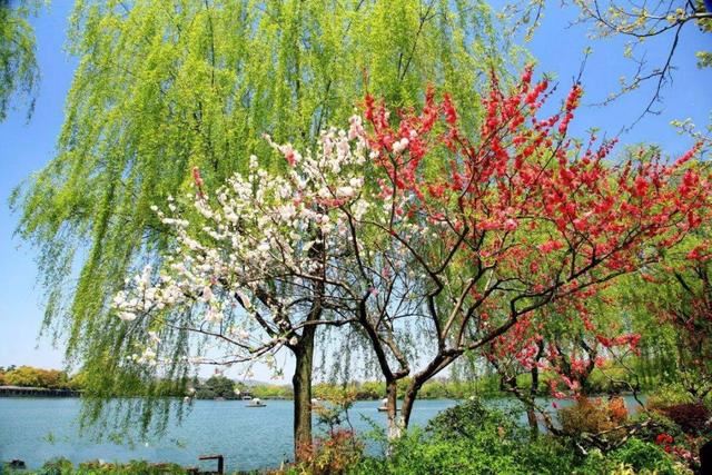 清明前后最争艳的4种花卉，就等你来！