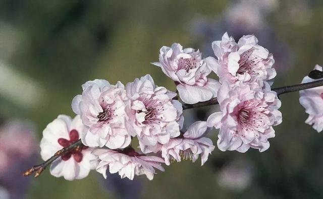 清明前后最争艳的4种花卉，就等你来！