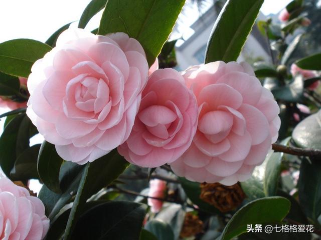 “春到人间草木知”立春至，百花开，看看春天开的花都有哪些