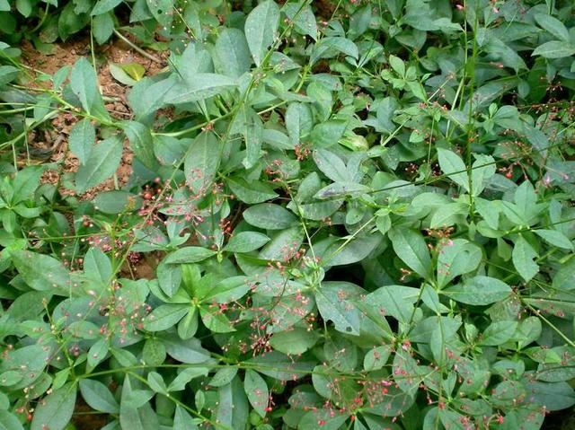 当初觉着好看挖回家，如今才知道是珍贵的“土人参”