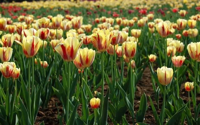 种一丛花，整个院子都飘满花香