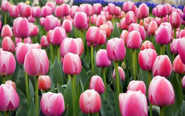 种一丛花，整个院子都飘满花香