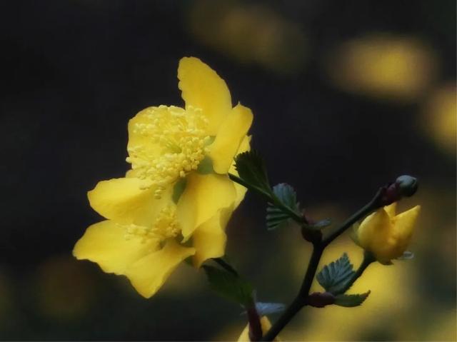 最美人间四月天，棠棣艳出群芳外