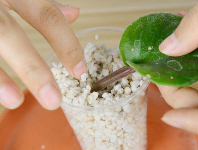 耐阴花就选它，占地小开花多，摆在家里很精致